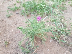 Astragalus davuricus