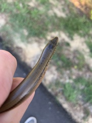 Ophisaurus ventralis