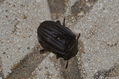 Silpha puncticollis