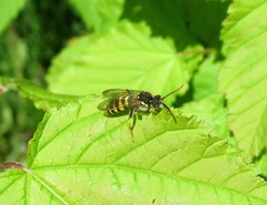 Nomada succincta