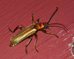 Cantharis rufa