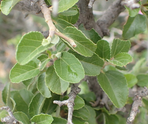 Image of Grewia robusta by (c) Nicola van Berkel, some rights reserved (CC BY-SA)