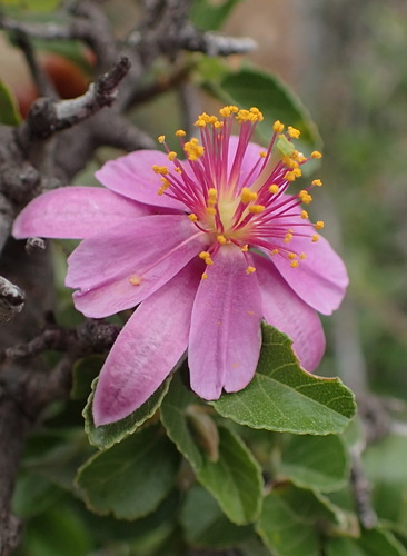 Image of Grewia robusta by (c) Nicola van Berkel, some rights reserved (CC BY-SA)