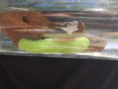 Orthosia cerasi