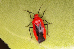 Tropidosteptes cardinalis