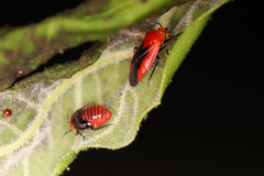 Tropidosteptes cardinalis