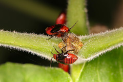 Tropidosteptes cardinalis