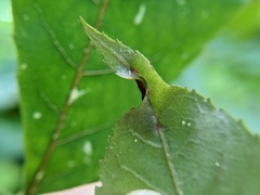 Phylloxera caryaevenae