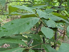 Phylloxera caryaevenae