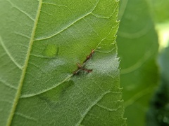 Phylloxera caryaevenae