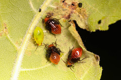 Tropidosteptes cardinalis