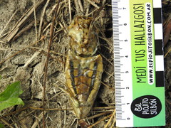 Lethocerus annulipes