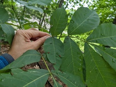 Phylloxera caryaevenae