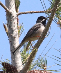 Curruca ruppeli