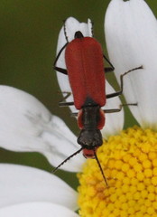 Malachius coccineus
