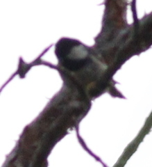 Periparus ater