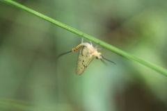 Ephemera danica