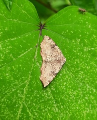 Achrosis rondelaria