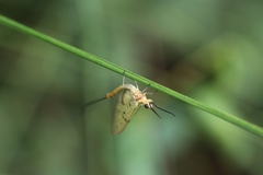 Ephemera danica
