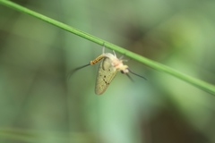Ephemera danica