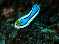 Chromodoris annae