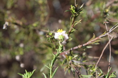 Felicia hyssopifolia