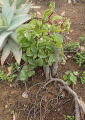 Cyphostemma quinatum