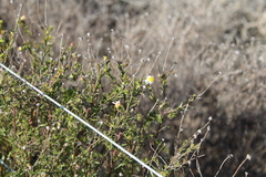 Felicia hyssopifolia