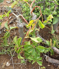 Cyphostemma quinatum