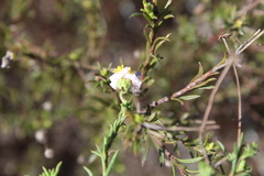 Felicia hyssopifolia