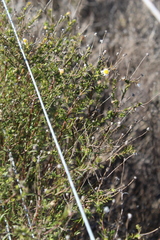 Felicia hyssopifolia