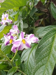 Solanum muricatum