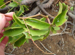 Cyphostemma quinatum