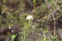Felicia hyssopifolia