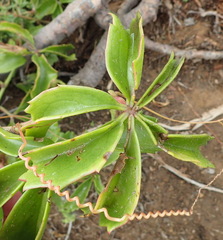 Cyphostemma quinatum