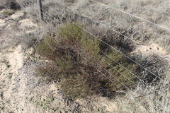 Felicia hyssopifolia