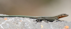 Danford's Lizard photo 4