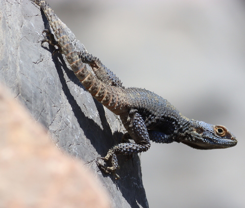 Roughtail Rock Agama, photo 5 of 10