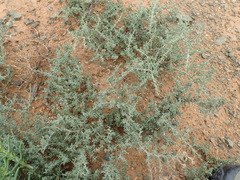 Tetraena chrysopteros