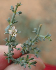 Tetraena chrysopteros