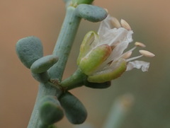 Tetraena chrysopteros