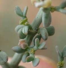 Tetraena chrysopteros