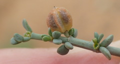 Tetraena chrysopteros