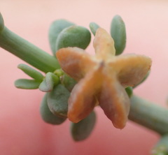 Tetraena chrysopteros