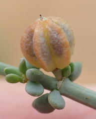 Tetraena chrysopteros