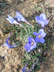 Syringodea longituba