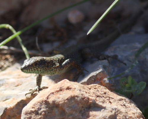 Baran’s Lizard, Anatololacerta ibrahimi