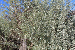 Atriplex nummularia