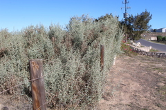 Atriplex nummularia