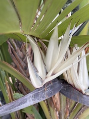 Strelitzia